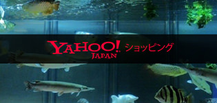 アジアアロワナ販売AquariumCREATEのショッピングサイト